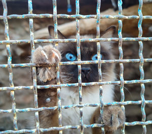 Close-up a cat with blue eyes in cage