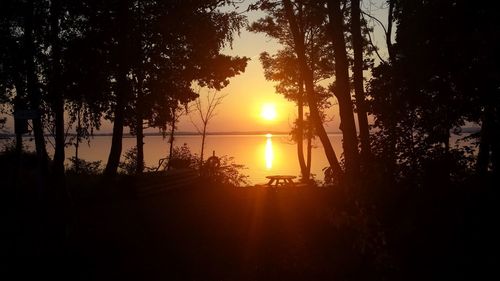 Silhouette of trees at sunset