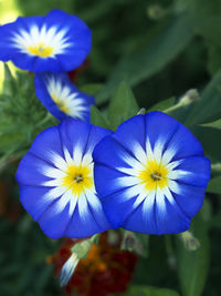 Close-up of purple flowering plant