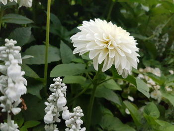 Close-up of white flowering plant
