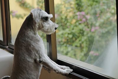 Dog looking through window