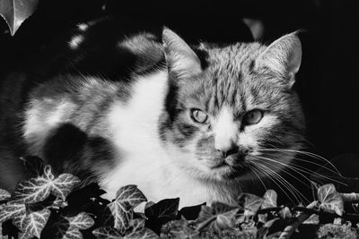 Close-up portrait of cat relaxing at home