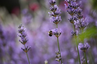 Close-up of bee pollinating on purple flower