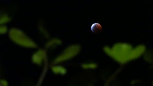 Close-up of ball on tree against sky at night