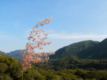 Tree on mountain against sky