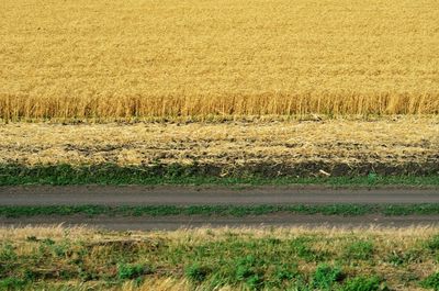 Crops growing on field