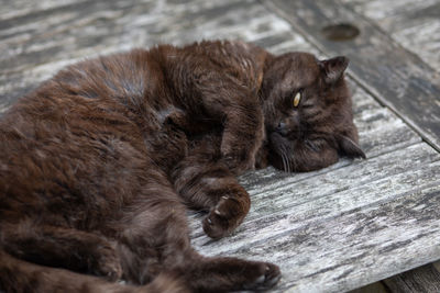 Close-up of a cat