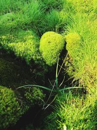 High angle view of plant growing on field