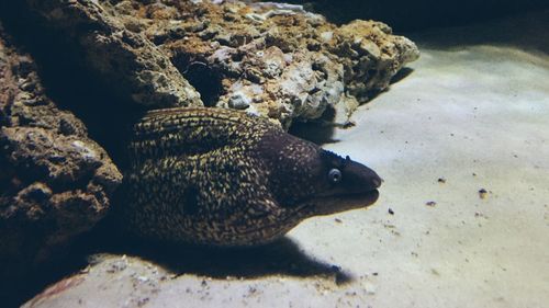 Close-up of fish swimming in sea