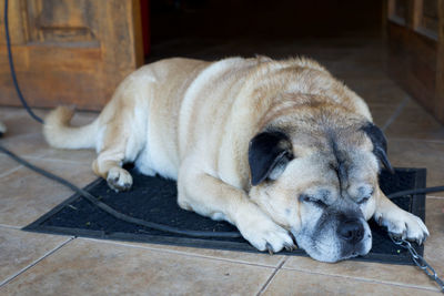 Close-up of a dog sleeping on floor