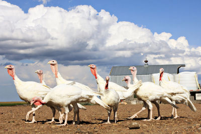 Turkeys on field against sky