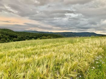 Scenic view of agricultural field against sky