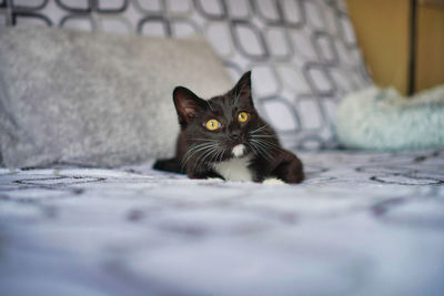 Portrait of cat on floor