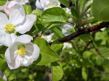 Close-up of white flowering plant with leaves