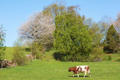 Cows grazing in a field