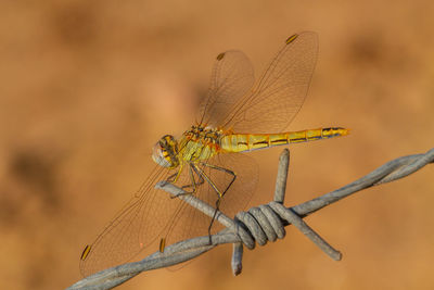 Close-up of dragonfly on twig