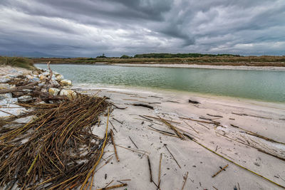 Scenic view of river beach with canes against sky