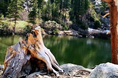 Scenic view of lake in forest