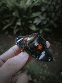 Close-up of butterfly on hand