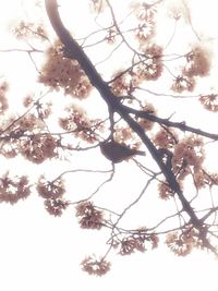 Low angle view of flowers on tree