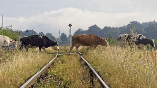 Cows on field against sky