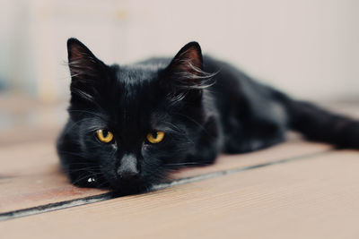 Portrait of black cat at home