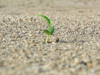 Close-up of small plant growing on field