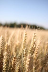 Close-up of stalks in field