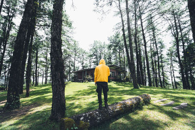 Rear view of man standing amidst trees in forest