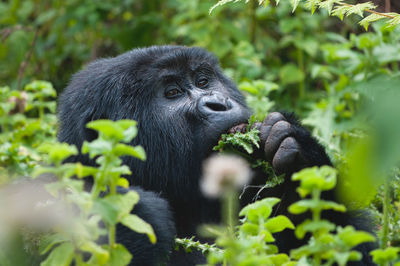 Monkey in a forest