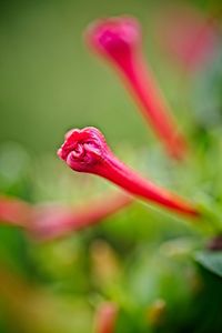 Close-up of pink flower