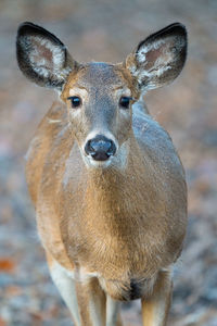 Doe in the forest comes close for a photo