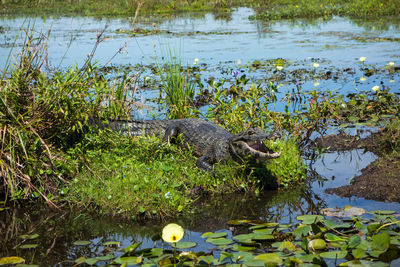 View of duck swimming in lake