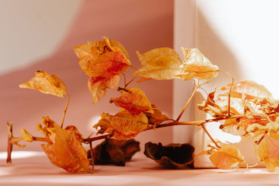 Close-up of autumn leaves on table