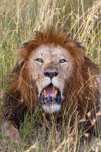 Angry male lion looking at the camera