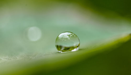 Close-up of raindrops on leaf