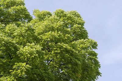 Low angle view of tree leaves against sky