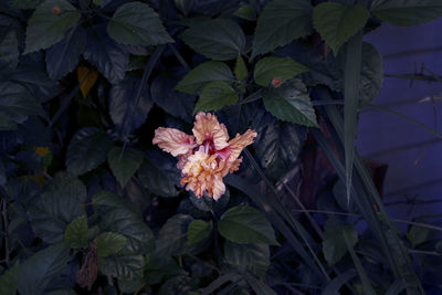 High angle view of flowering plant