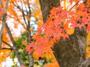 Close-up of maple leaves on tree during autumn