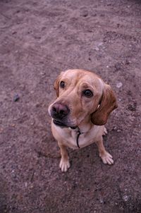 High angle portrait of dog standing outdoors