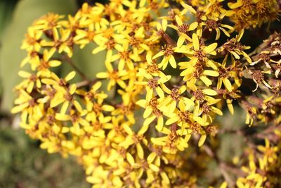 Close-up of yellow flowers