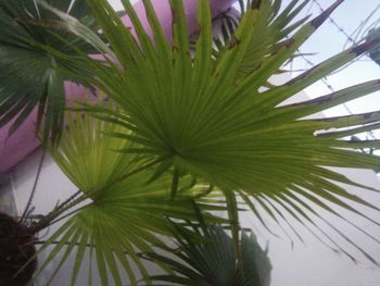 Close-up of palm tree