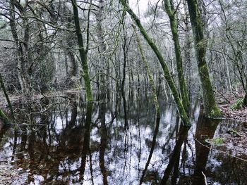 Bare trees in forest