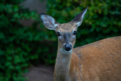 Close-up portrait of deer on land