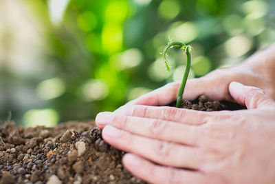 Close-up of hand holding plant