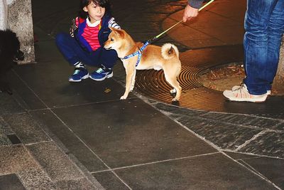 Dog looking at camera