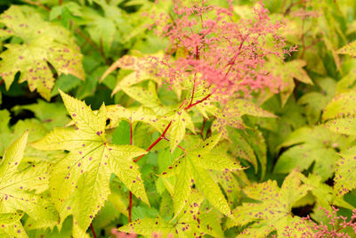 leaf