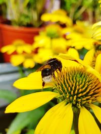 Close-up of bee pollinating on yellow flower