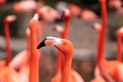 Flamingos perching outdoors