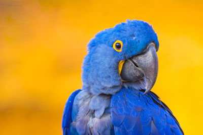 Portrait of big blue parrot hyacinth macaw, or anodorhynchus hyacinthinus. beautiful rare blue bird.